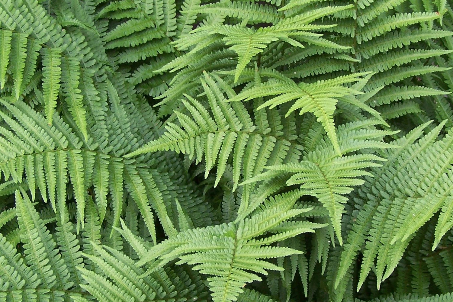 East Hampton Southampton Brookhaven Revegetation